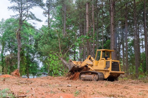 Trees Clearing in Sequim