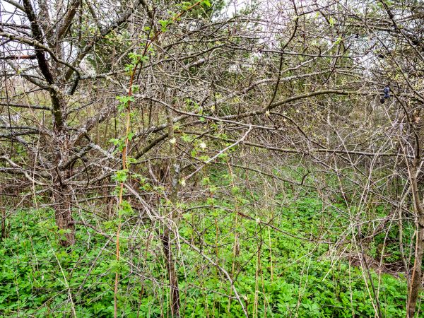 Underbrush Clearing in Sequim