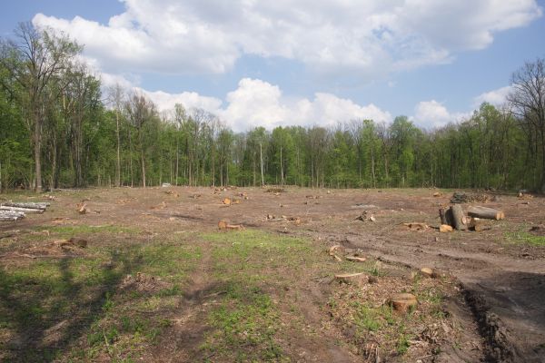 Cost of Pasture Clearing in Sequim