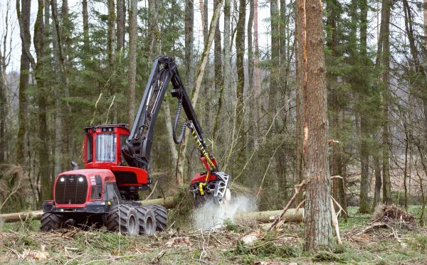 Cost of Forest Clearance Service in Sequim