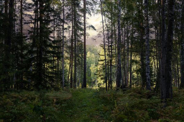 Cost of Pine Tree Clearing in Sequim