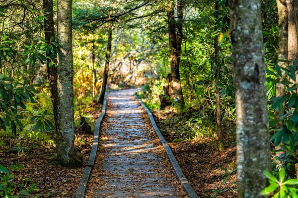 Trail Clearing in Sequim