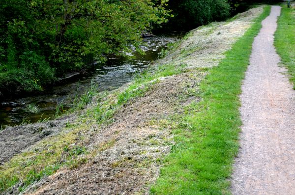 Cost of Trail Cutting in Sequim